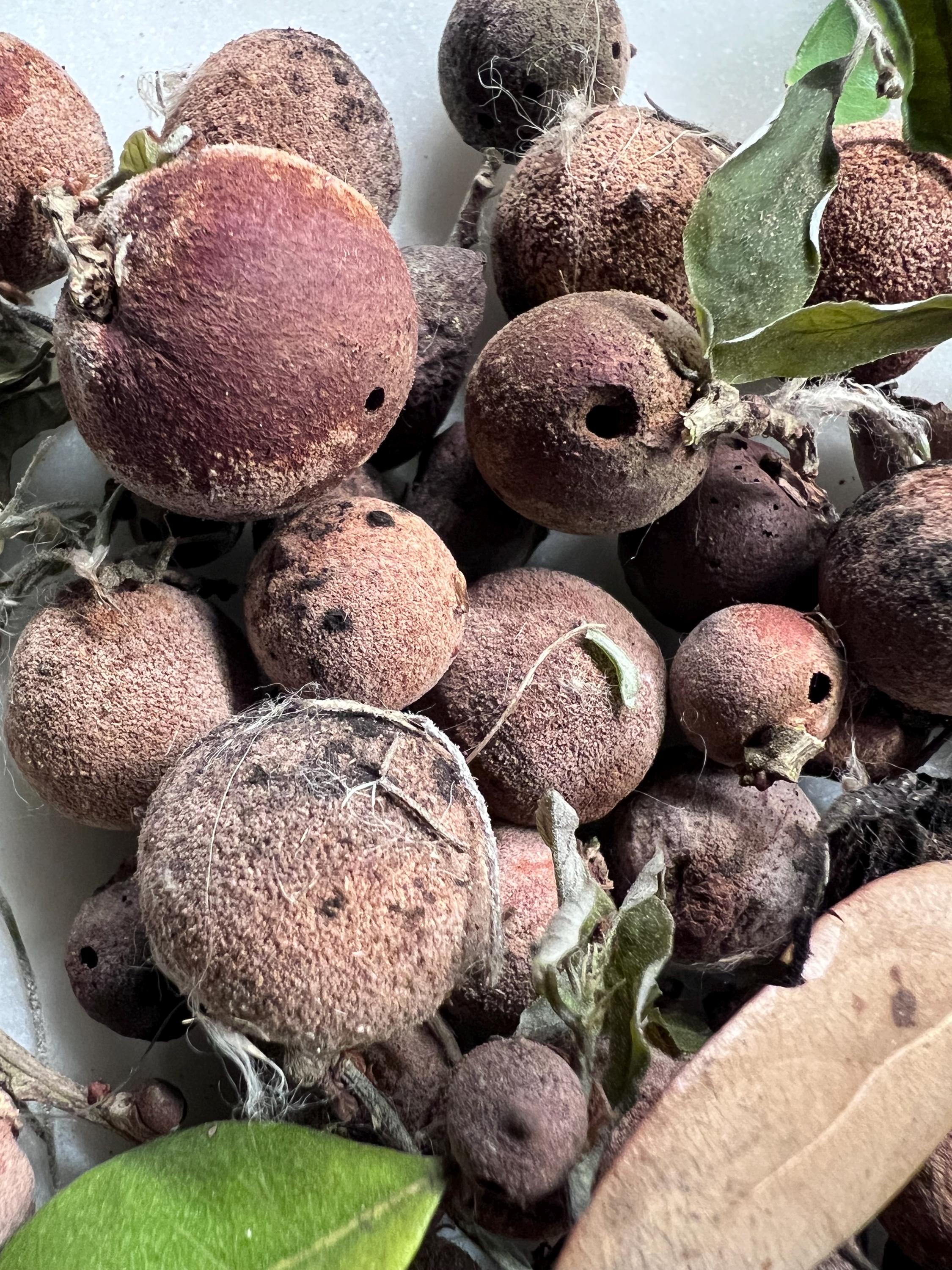 Oak Galls, Foraged Oak Galls for Witchcraft, Natural Curio for Spell Work, Forest Findings, Primitive Witch Supplies