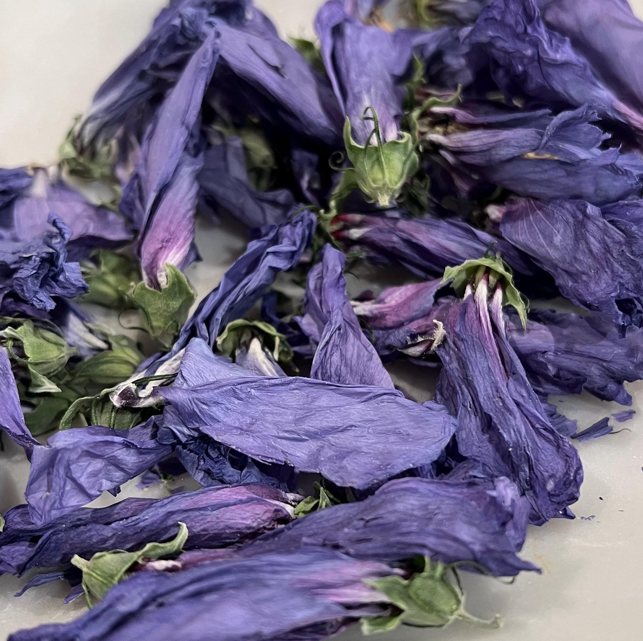 Dried Flower Purple Rose of Sharon, Dried Organic Heirloom Herb for Witchcraft, Beauty and Boundaries, 3 grams, Self Love, Renewal